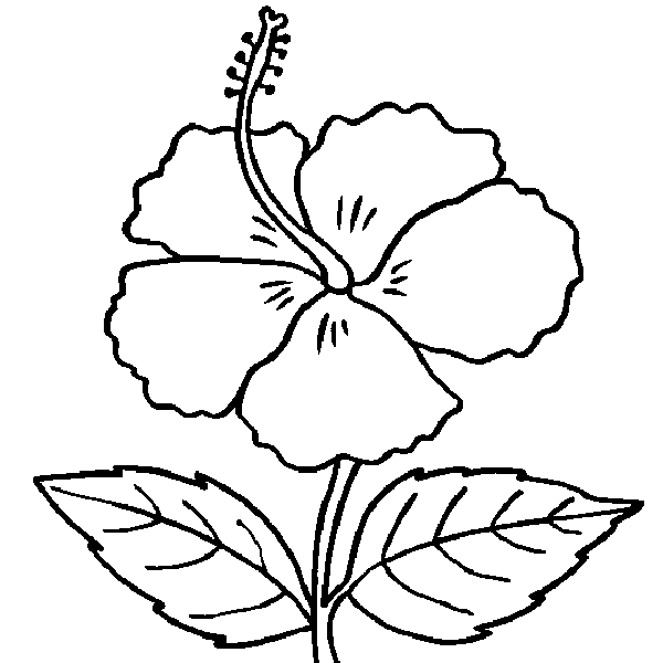 600x600 Huge Collection Of 'flower Drawing Games' Download More Than