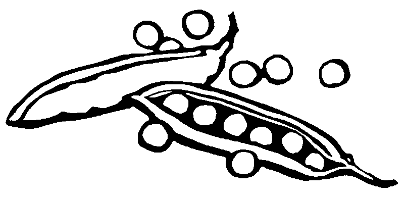800x398 Black And White Illustration Of Peas And Pods