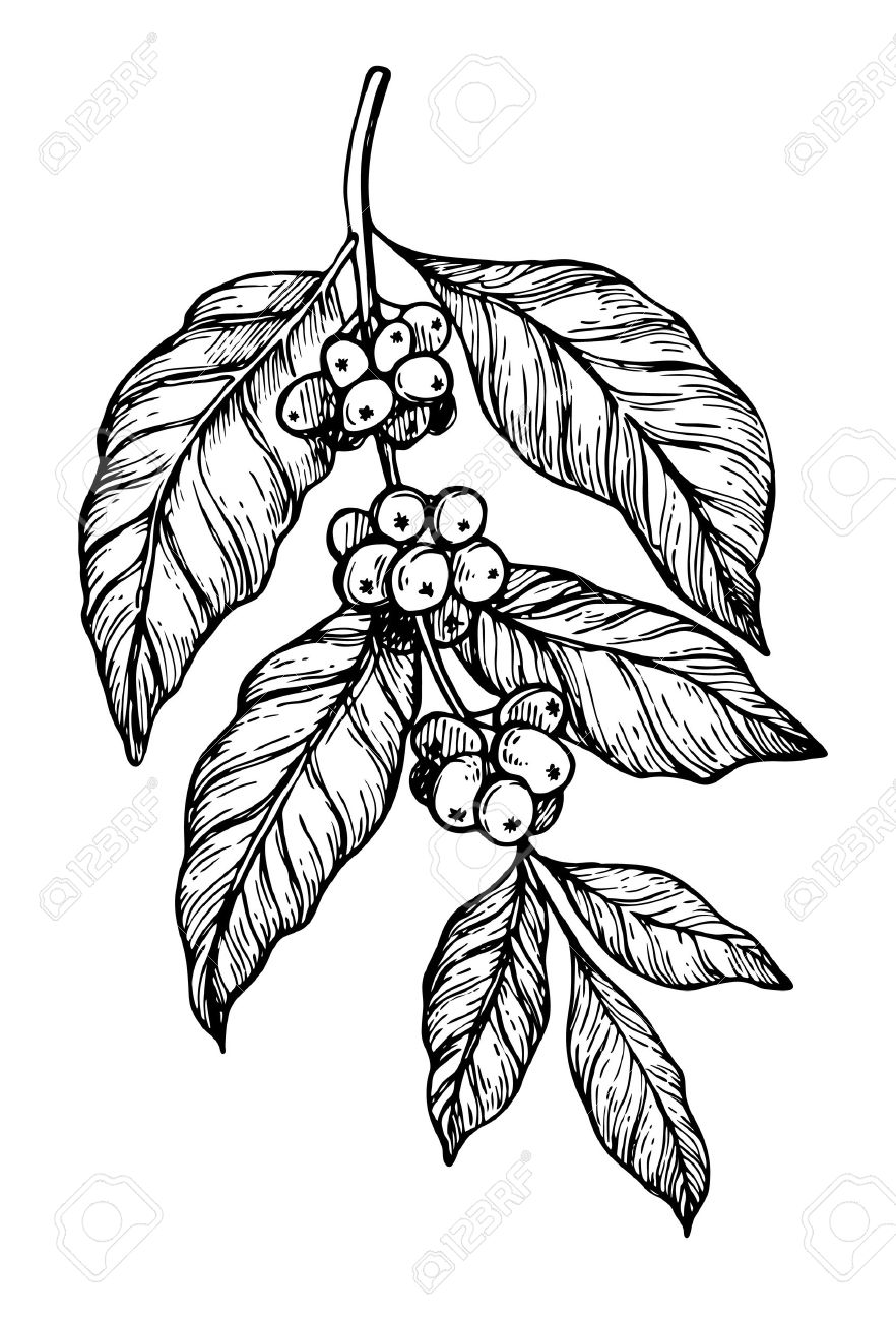 882x1300 Huge Collection Of 'bean Plant Drawing' Download More Than