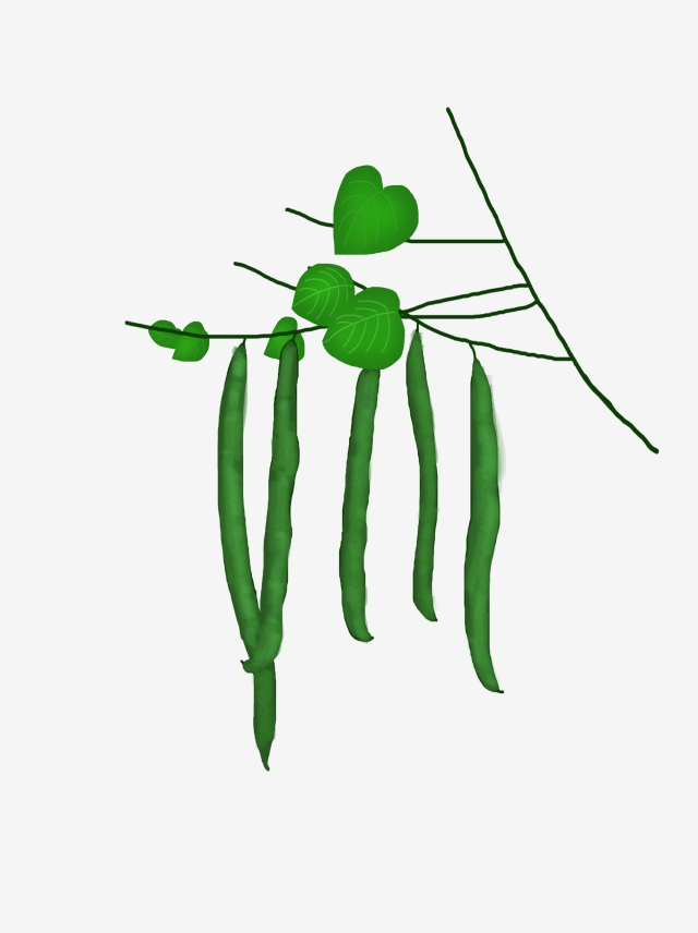 640x856 Autumn Autumn Green Beans Commercial Elements Hand Painted Beans