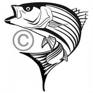 300x300 One Color Custom Vector Illustration Of A Striped Bass Great