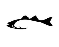 236x187 Best Striped Bass Images Bass, Flat, Outline