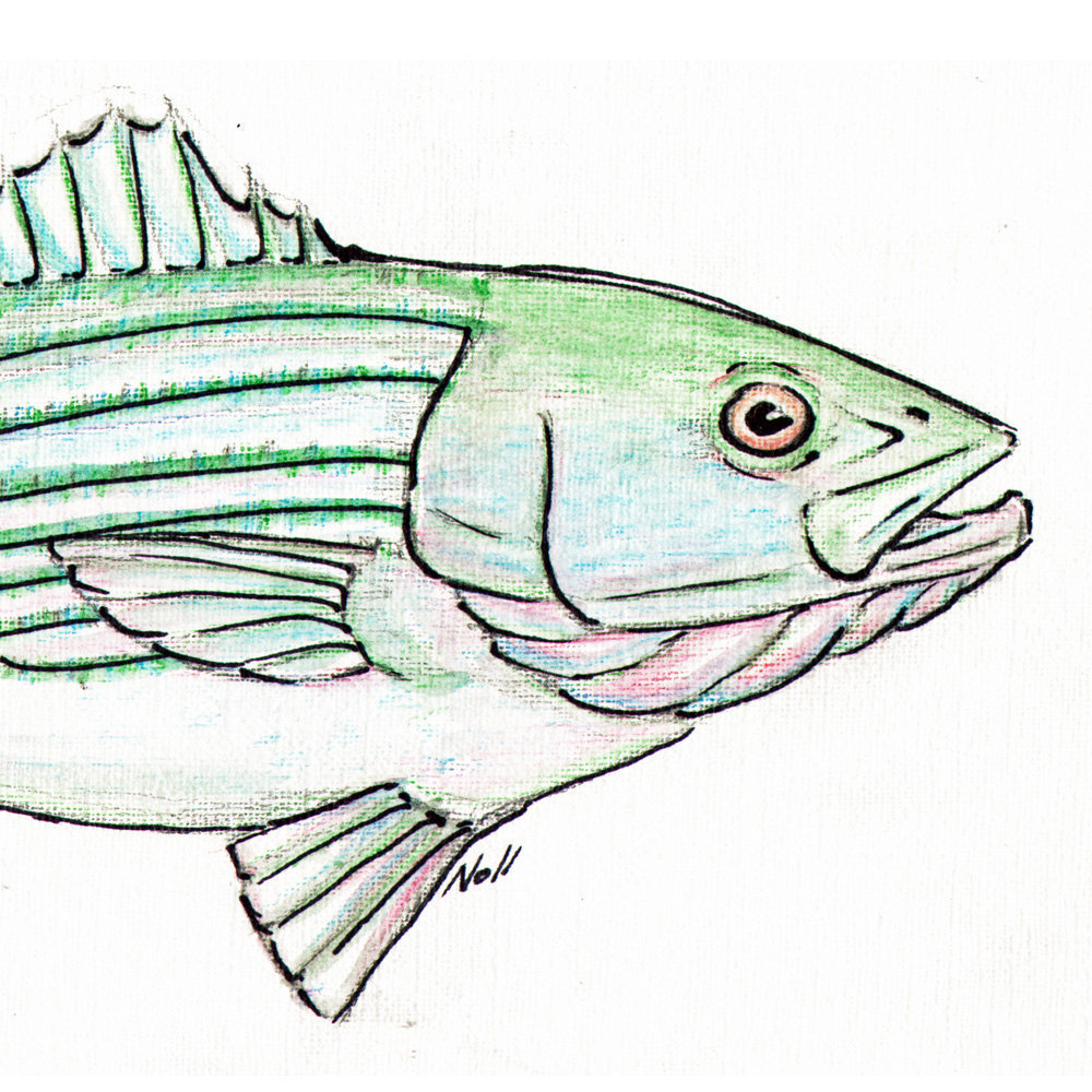 1000x1000 Striper Striped Bass Art Print Printable Fish Art Etsy