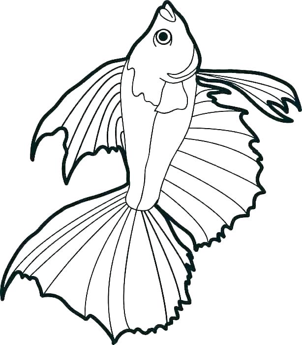 614x700 Bass Drawing At Free For Personal Use Coloring Pages Fish