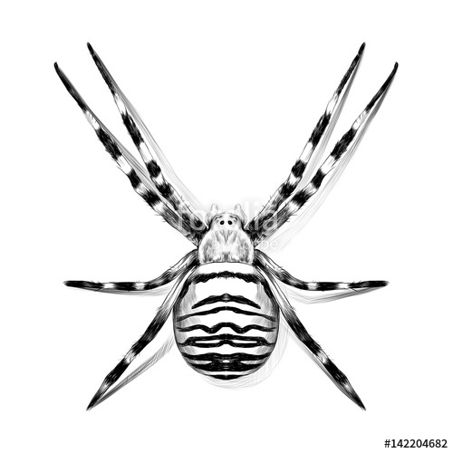 500x500 Spider Symmetric Top View With Stripes, Sketch, Vector Graphics