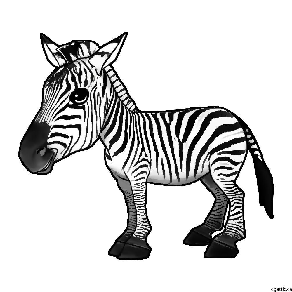 1000x1000 Cartoon Zebra Drawing In Steps With Photoshop Drawings Zebra