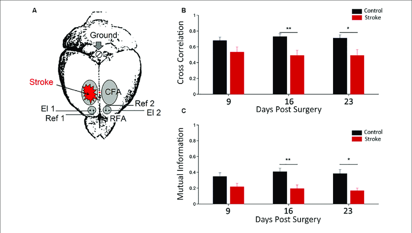 850x480 Functional Interhemispheric Coupling In Stroke Mice