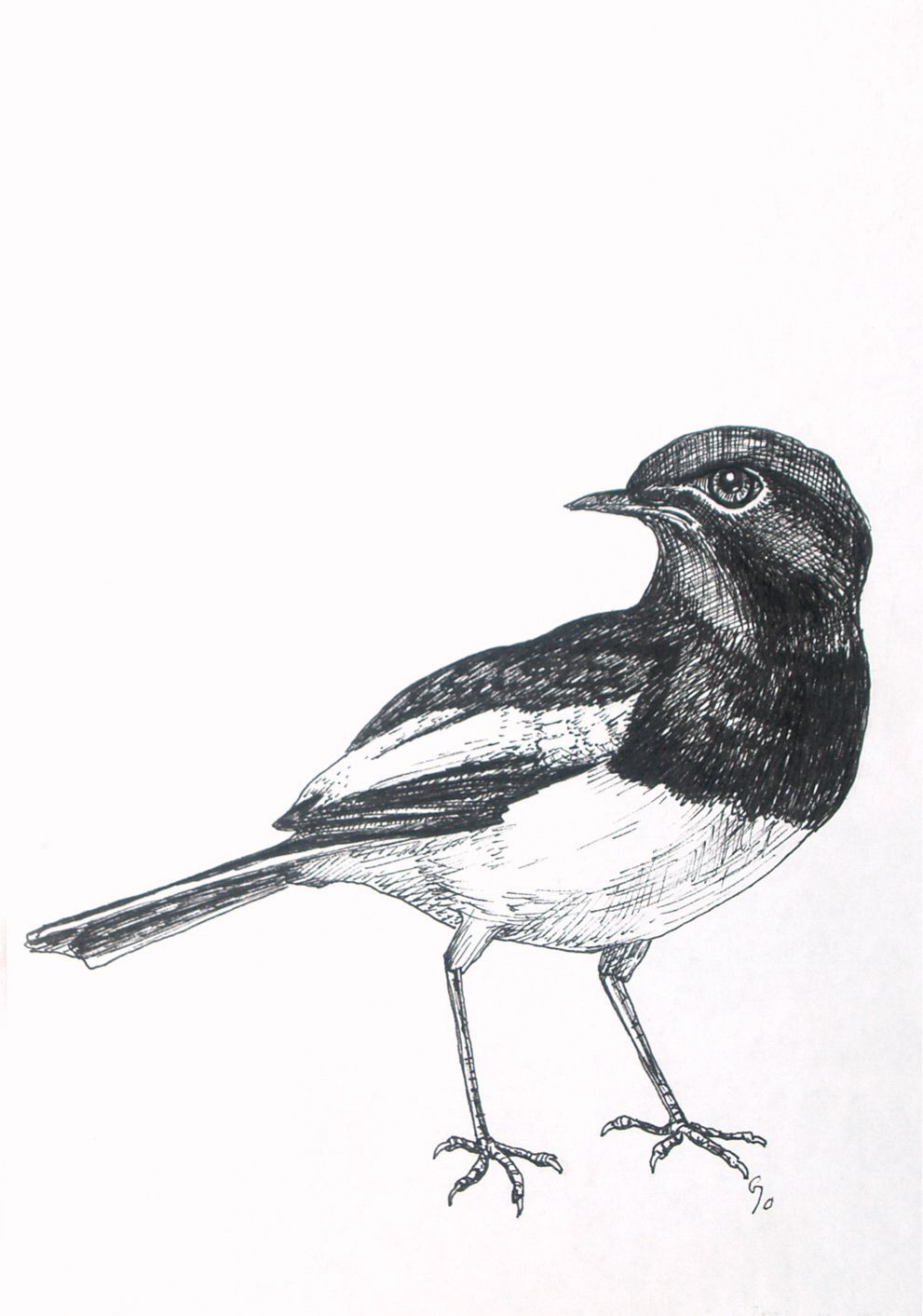 991x1413 Bird Study Pen Drawing Art Pencil Drawings Of Animals