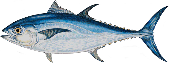 708x265 bluefin tuna drawing biologie zoologie in atlantic