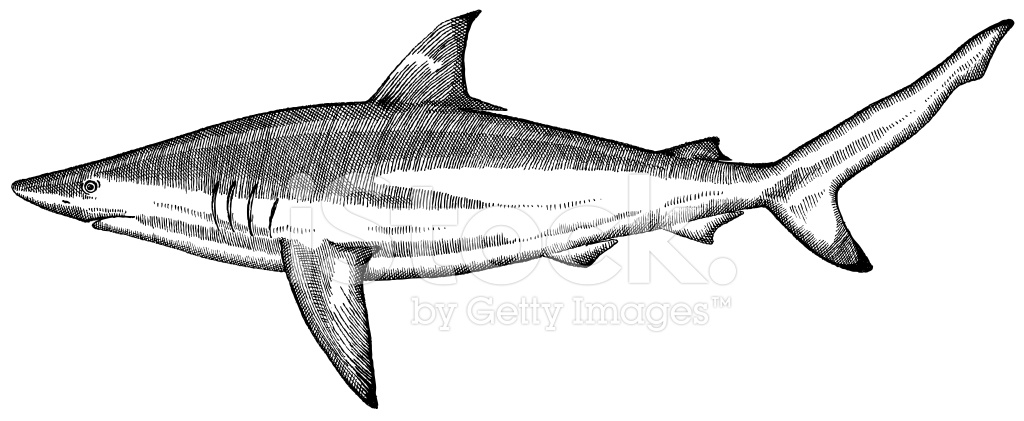 1024x421 Fish Drawing Stock Vector