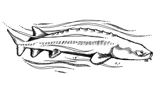 640x402 Where The Wild Things Are Seattle Met