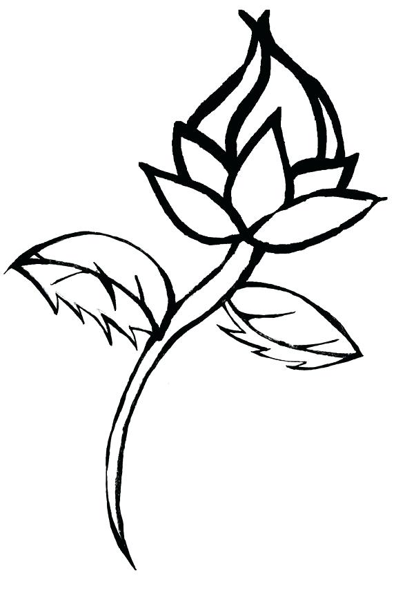 600x858 Rose Line Drawing Clip Art How To Draw Roses Architecture Synonym