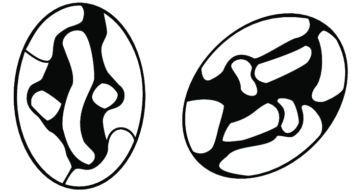 716x396 stylized drawing showing birefringence and extinction patterns