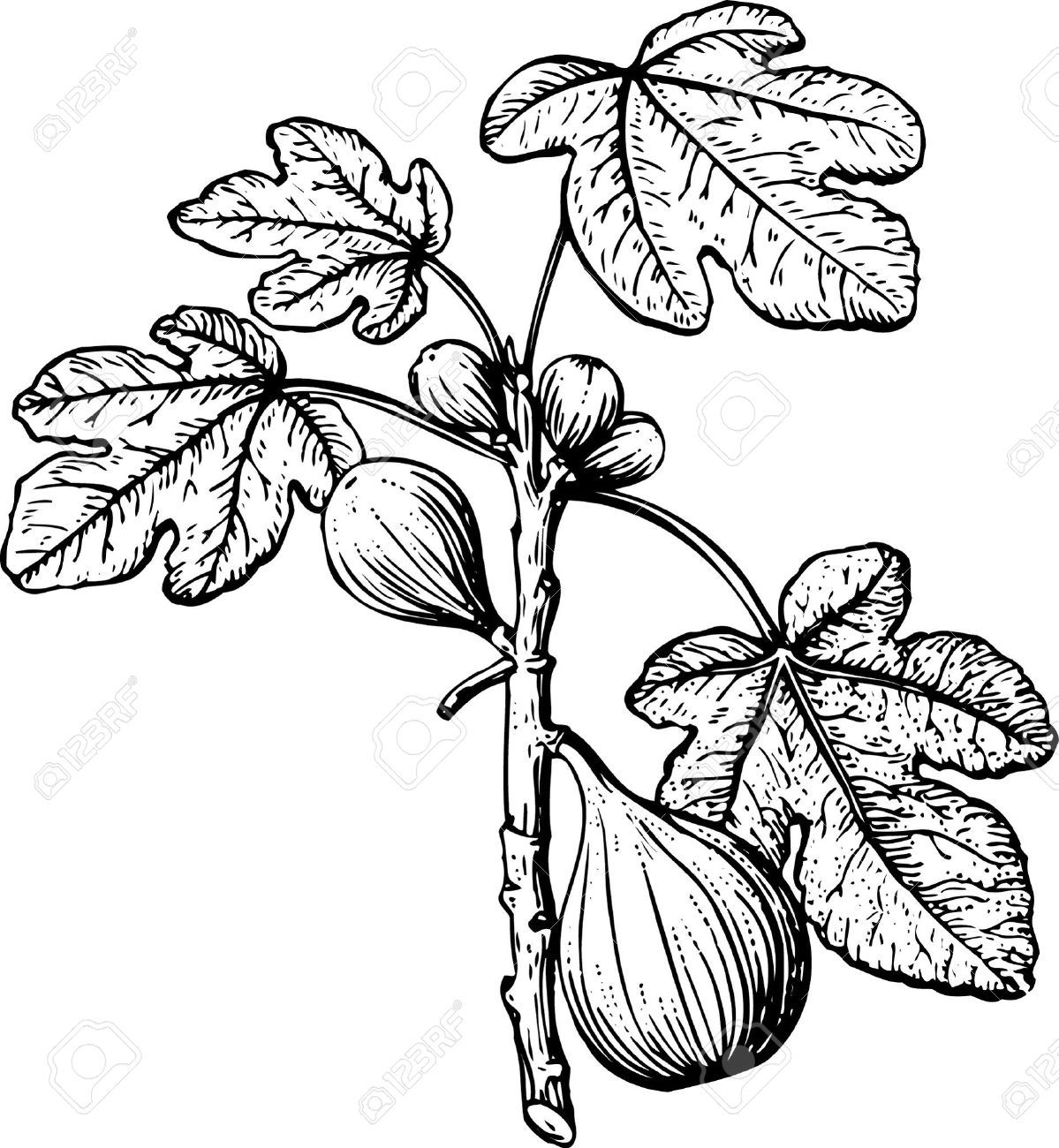 1199x1300 Huge Collection Of 'fig Tree Drawing' Download More Than