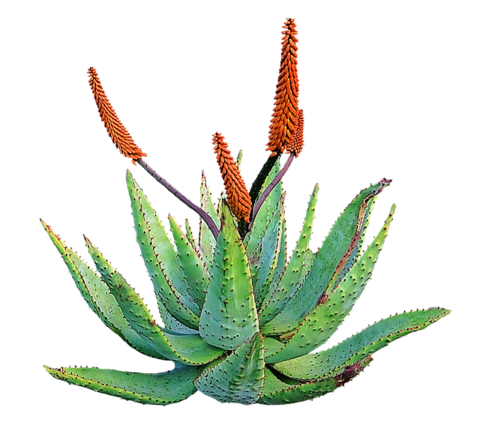 480x437 collection of free succulent drawing flower download on ui ex