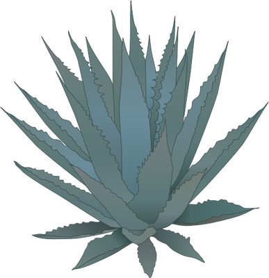 387x400 aloe drawing botanical illustration transparent png clipart free