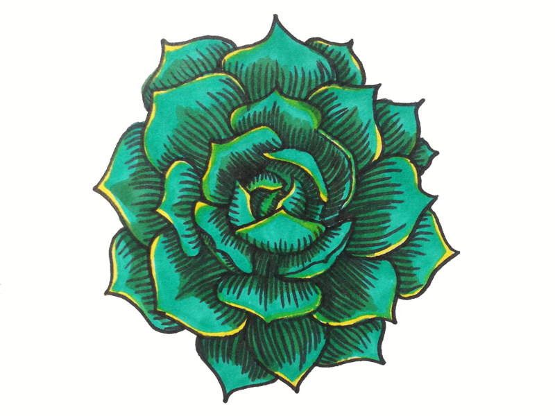800x600 Succulent Drawing