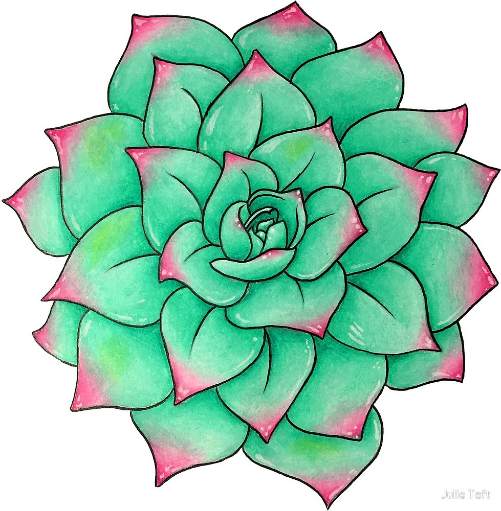 979x1000 Succulent Drawing