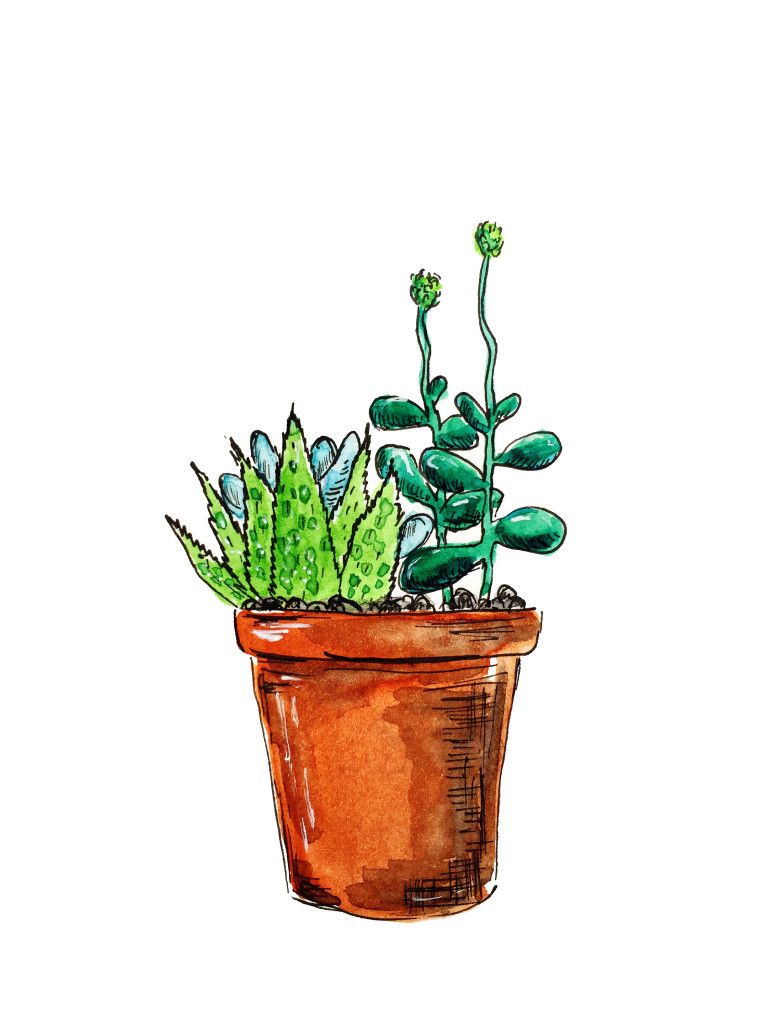 768x1024 Another Succulent Printable Printables Succulents Drawing