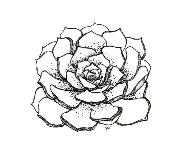 736x652 Tumblr Succulents Drawing