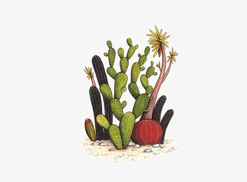 820x606 cactaceae drawing watercolor painting succulent plant
