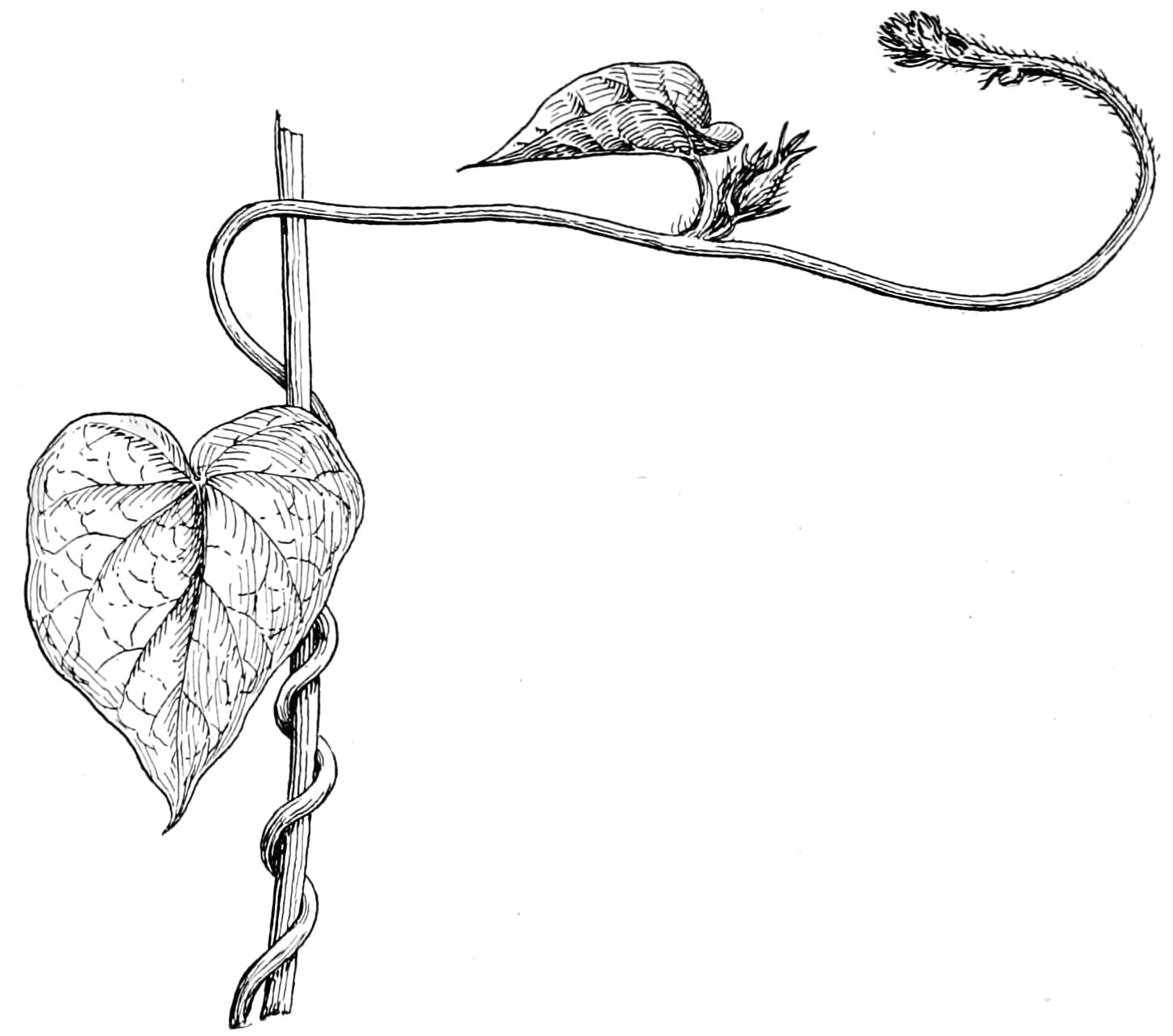 Succulent Line Drawing