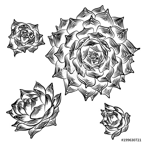500x500 Drawing Cactus Succulent Bouquets Elements For Invitations