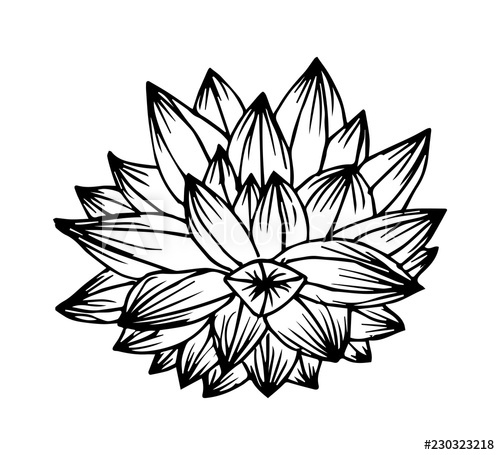 500x455 Contour Vector Illustration Of Succulent Isolated On White