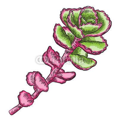 400x400 hand drawn wild tropical house succulent plant scandinavian mood