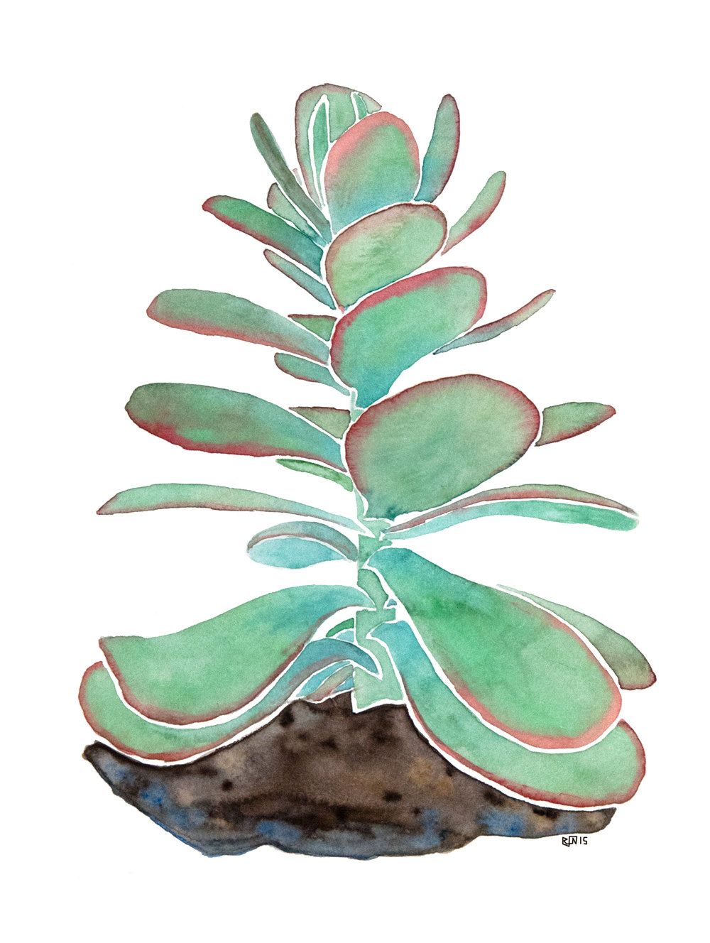 1000x1328 Paddle Plant Print