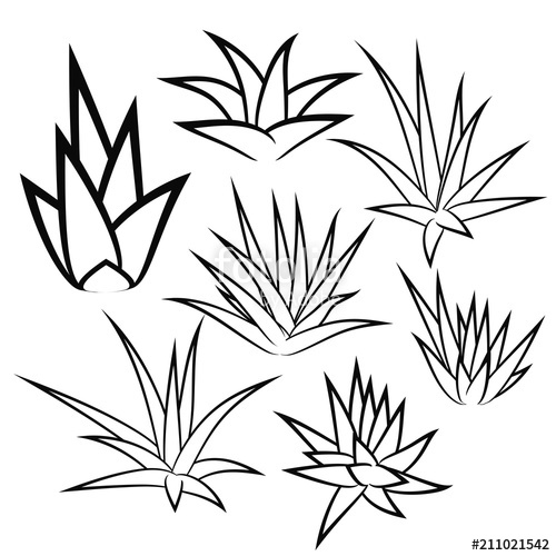 500x500 aloe vera, agave, bush, succulent plant, flower set isolated