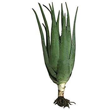 350x350 gracefulvara aloe vera seeds rare herbal