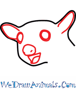 300x350 How To Draw A Sugar Glider