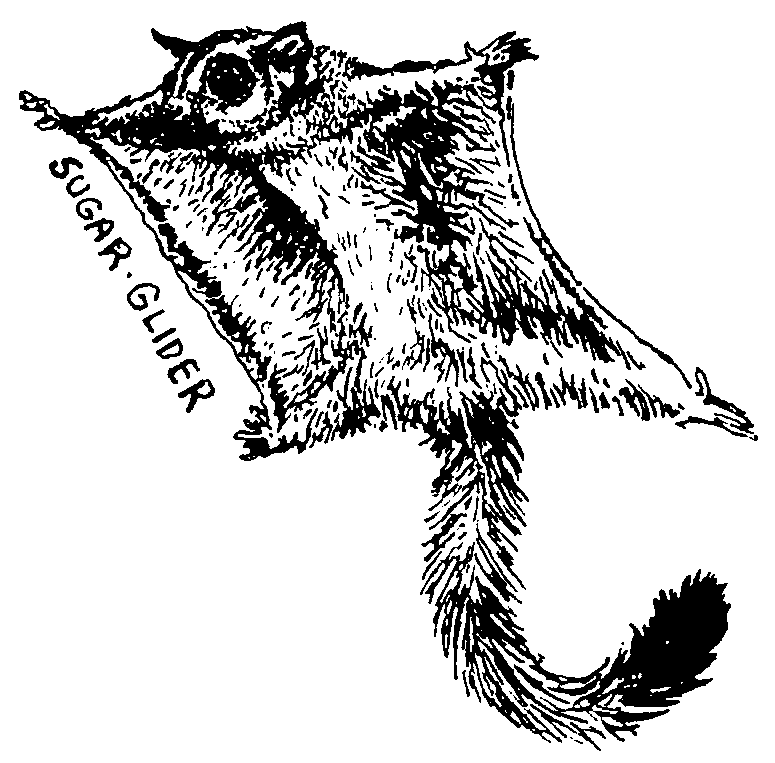 775x763 Jonah Schulz Illustration Etcetera Sugar Glider