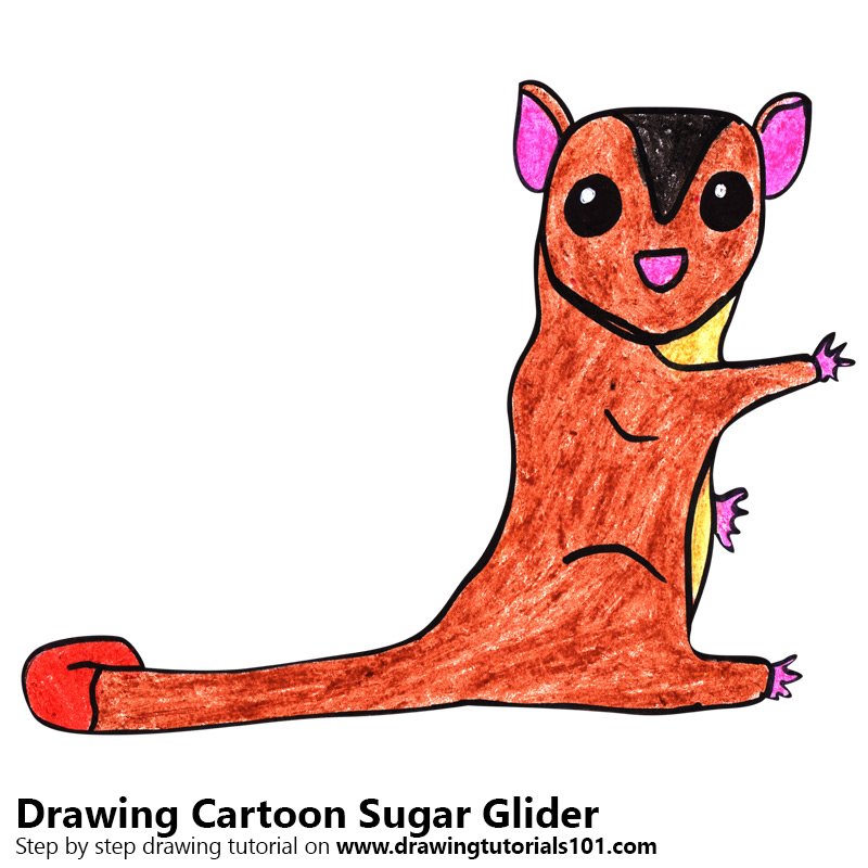 800x800 Learn How To Draw A Cartoon Sugar Glider