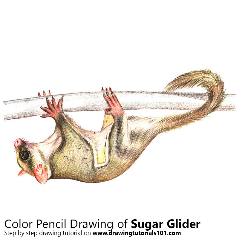 800x800 Sugar Glider With Color Pencils