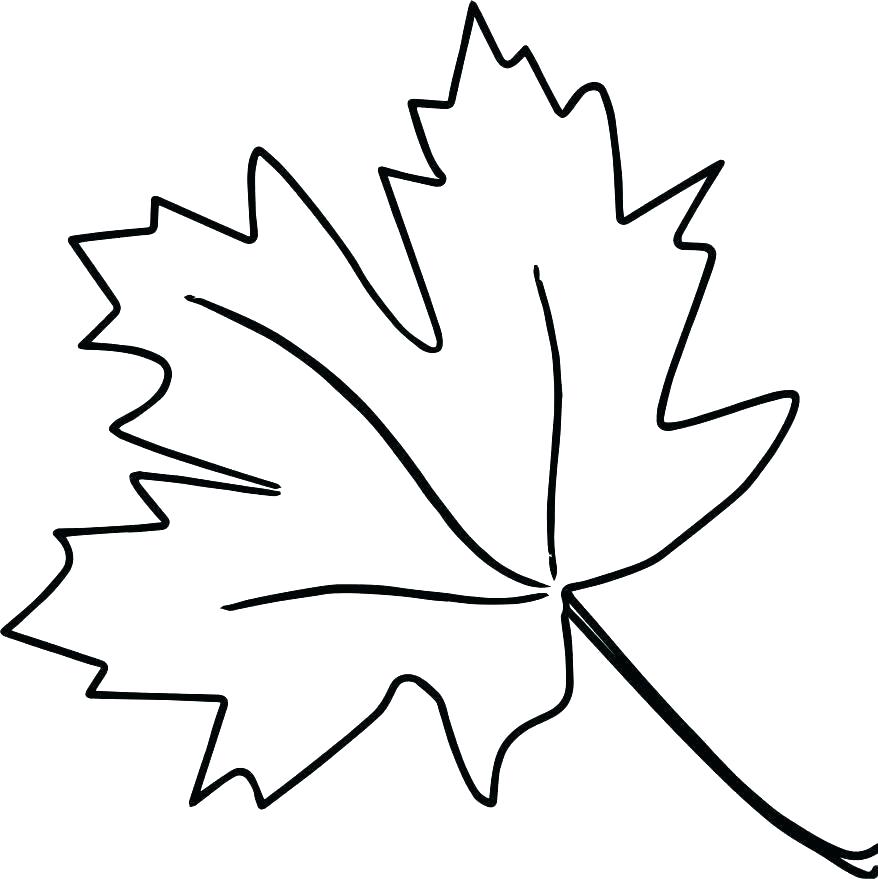 878x879 Leaf Color Pages Leaf Printable Coloring Pages Maple Leaf Color