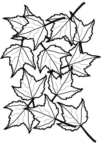 339x480 Lovely Maple Leaf Coloring