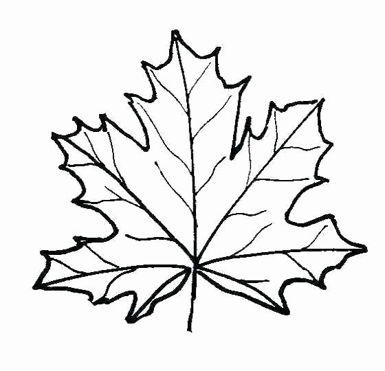 560x540 Lovely Sugar Maple Tree Coloring Sheet