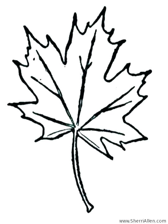 540x720 Maple Leaf Coloring
