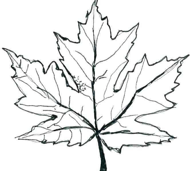 Sugar Maple Leaf Drawing | Free download on ClipArtMag