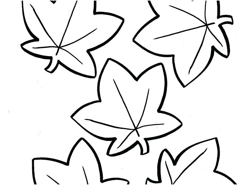 827x609 Sugar Maple Leaf Drawing At Free For Personal Use Pictures