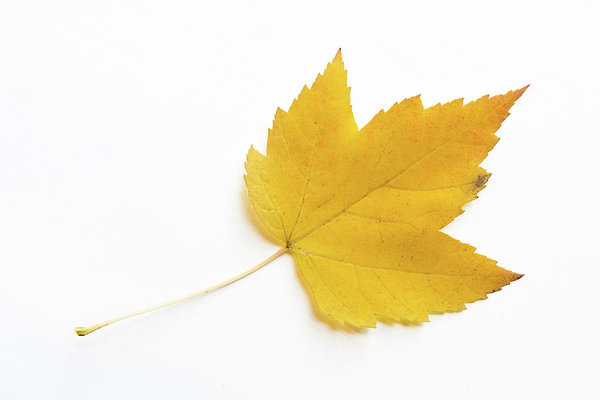 600x400 Yellow Sugar Maple Leaf On White Background Photograph