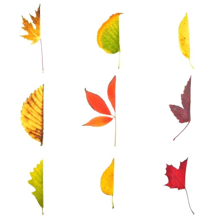 750x750 Drawing Of Leaf