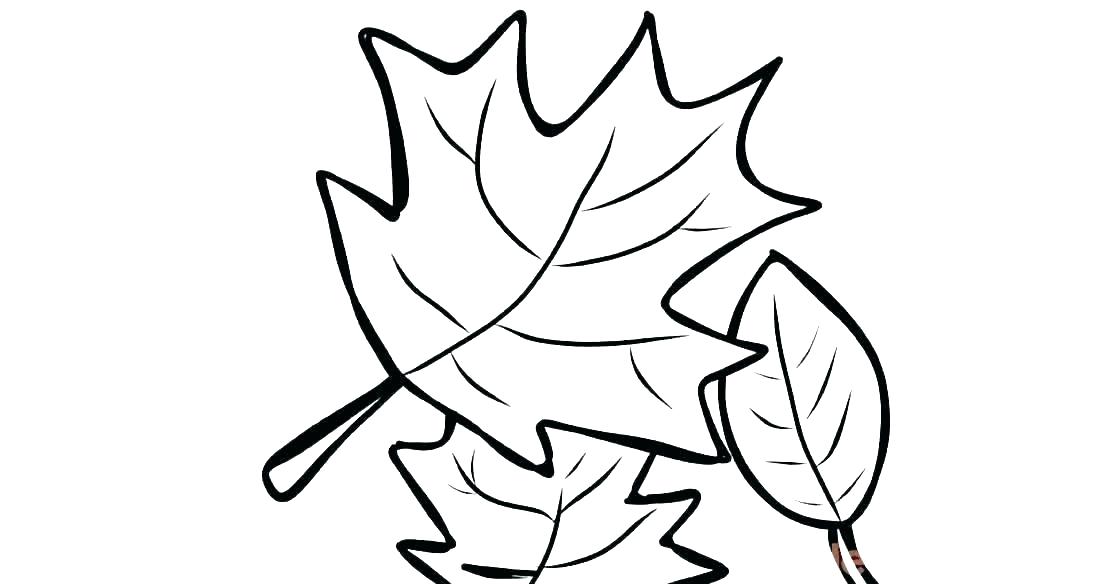 1120x584 Sugar Maple Tree Coloring