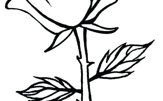 531x329 Skulls And Roses Coloring Pages Printable Coloring Pages Of Skulls