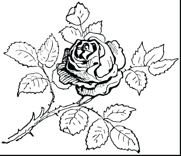 625x539 Coloring Pages Of Skulls And Roses Rose And Skull Coloring Pages