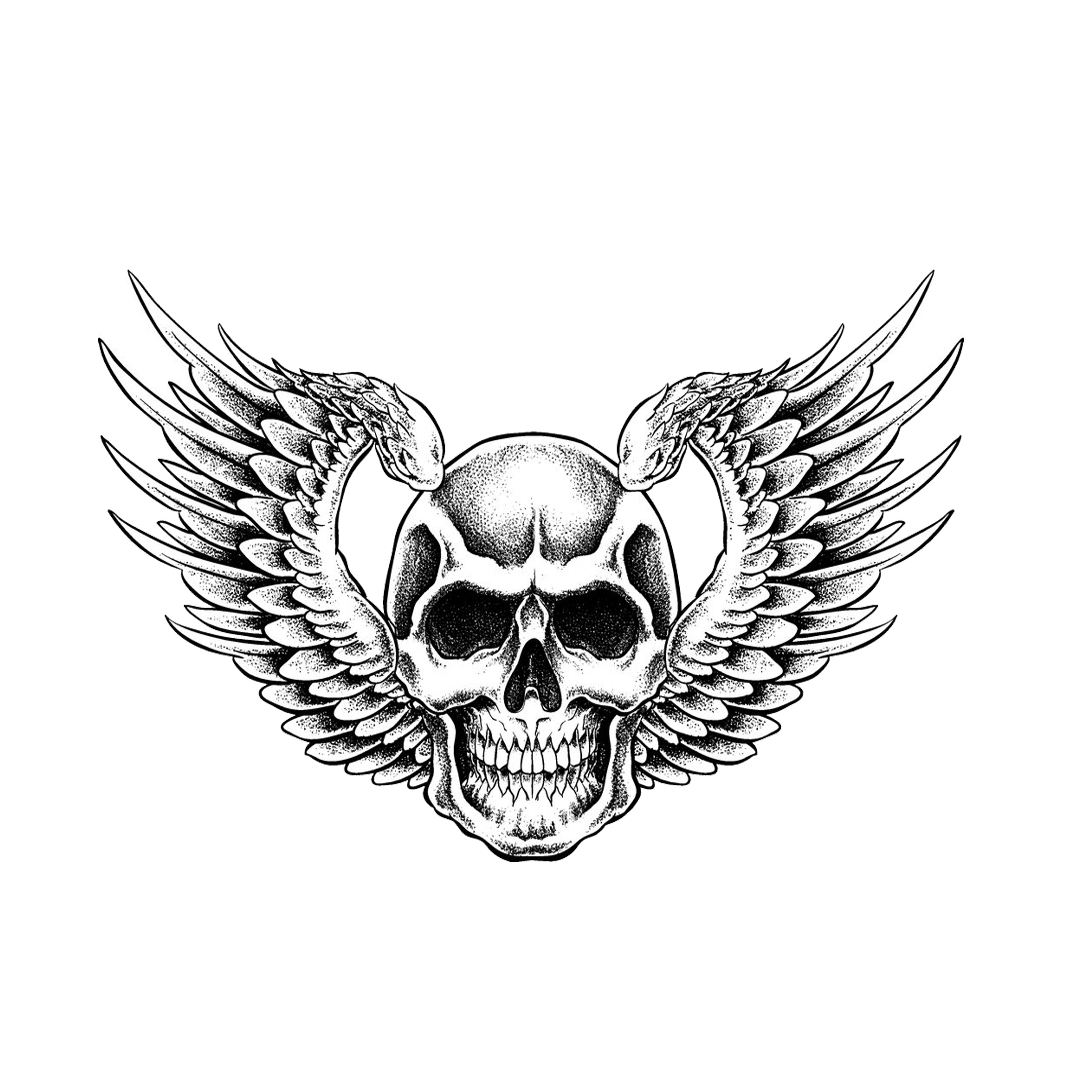 2953x2953 Muskrat Drawing Skull Transparent Png Clipart Free Download