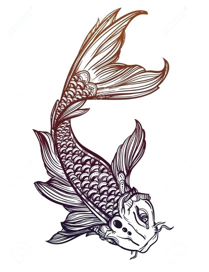 736x957 koi fish drawing fish koi fish drawing tumblr