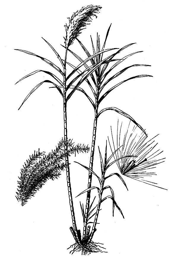 600x900 iguana drawing jamaican for free download